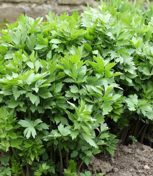 Levisticum officinale - vegeta